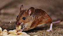 24 Hour & Emergency Exterminators in New Manchester, WV